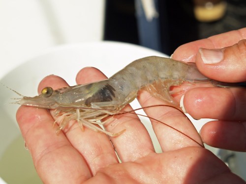 A shrimp with the Black Gill condition clearly evident. 