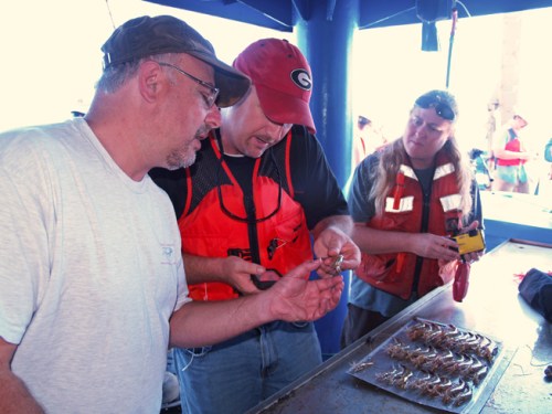 Researchers Marc Frischer (UGA Skidaway Institute), Brian Fluech and Lisa Gentit (both UGA Marine Extension and Georgia Sea Grant) examine shrimp for signs of black gill.