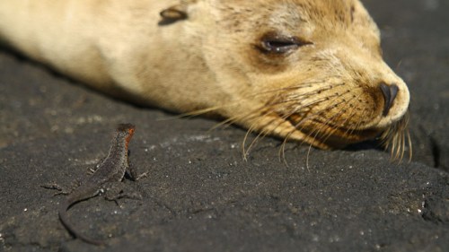 Galapagos sea lion and lava lizard from "Galapagos 3D"