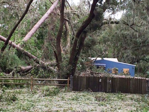 Downed trees and storm debris near Gray's Reef National Marine Sanctuary's building. 