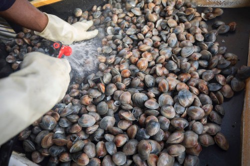 Clams are cleaned before being sorted by size.