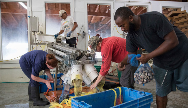 Sapelo-Sea-Farms 650p