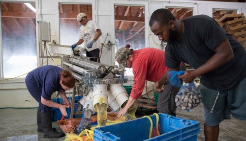 Sapelo-Sea-Farms 650p